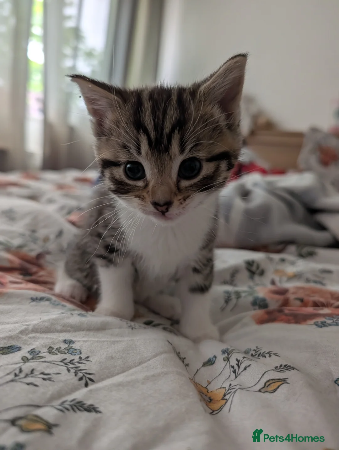 Mixed Breed cats for sale: 3 gorgeous kittens  - Advert 2