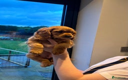 Cockapoo dogs for sale: Last Cockapoo boy  - Advert 5