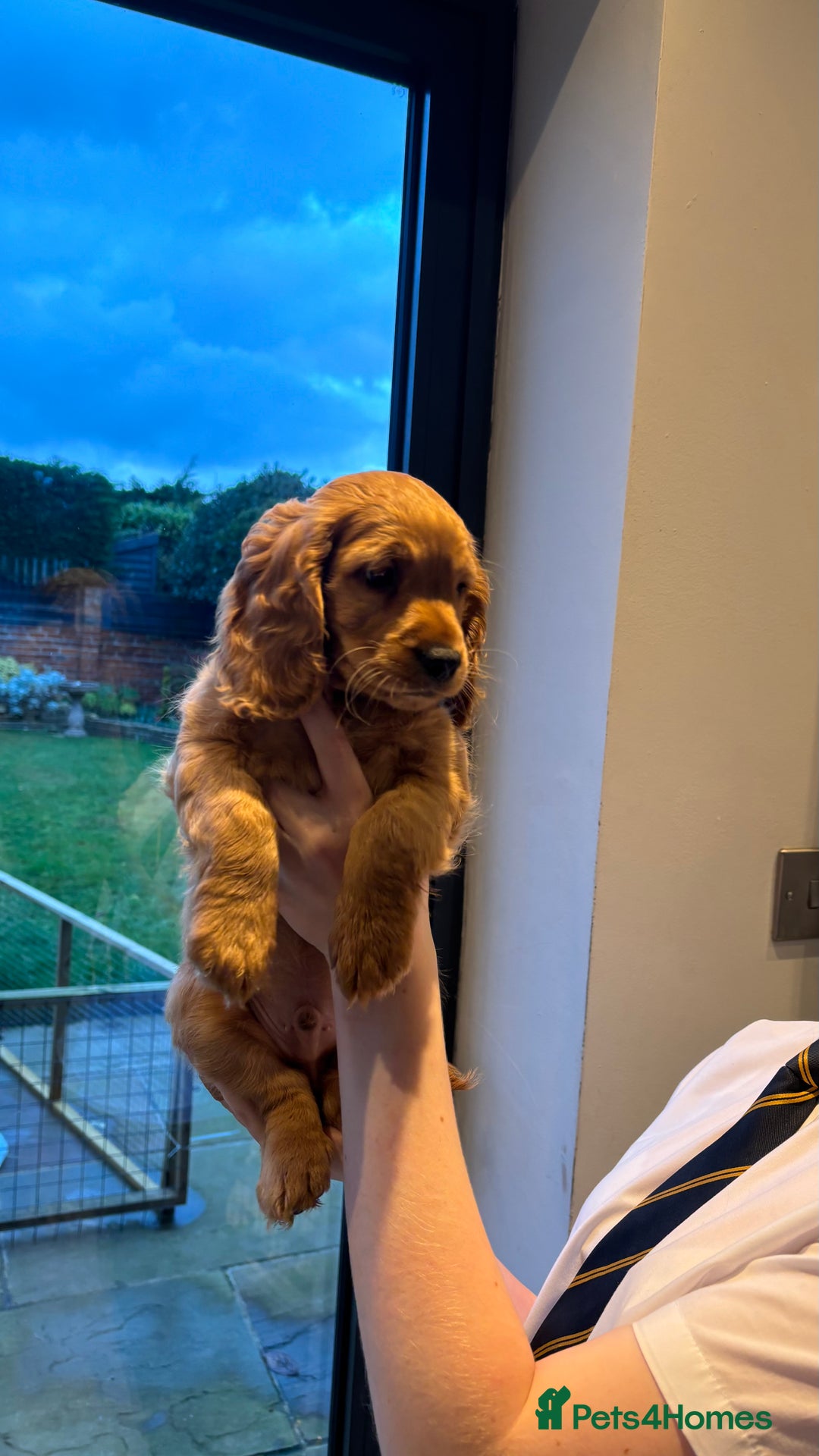 Cockapoo dogs for sale: Last Cockapoo boy  - Advert 5