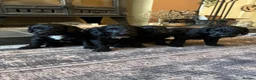 Sproodle dogs for sale: Gorgeous Sproodles READY NOW - Advert 6