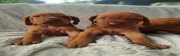 Hungarian Vizsla dogs for sale: Beautiful Hungarian Vizsla Puppies For Sale  in Aberystwyth - Advert 9