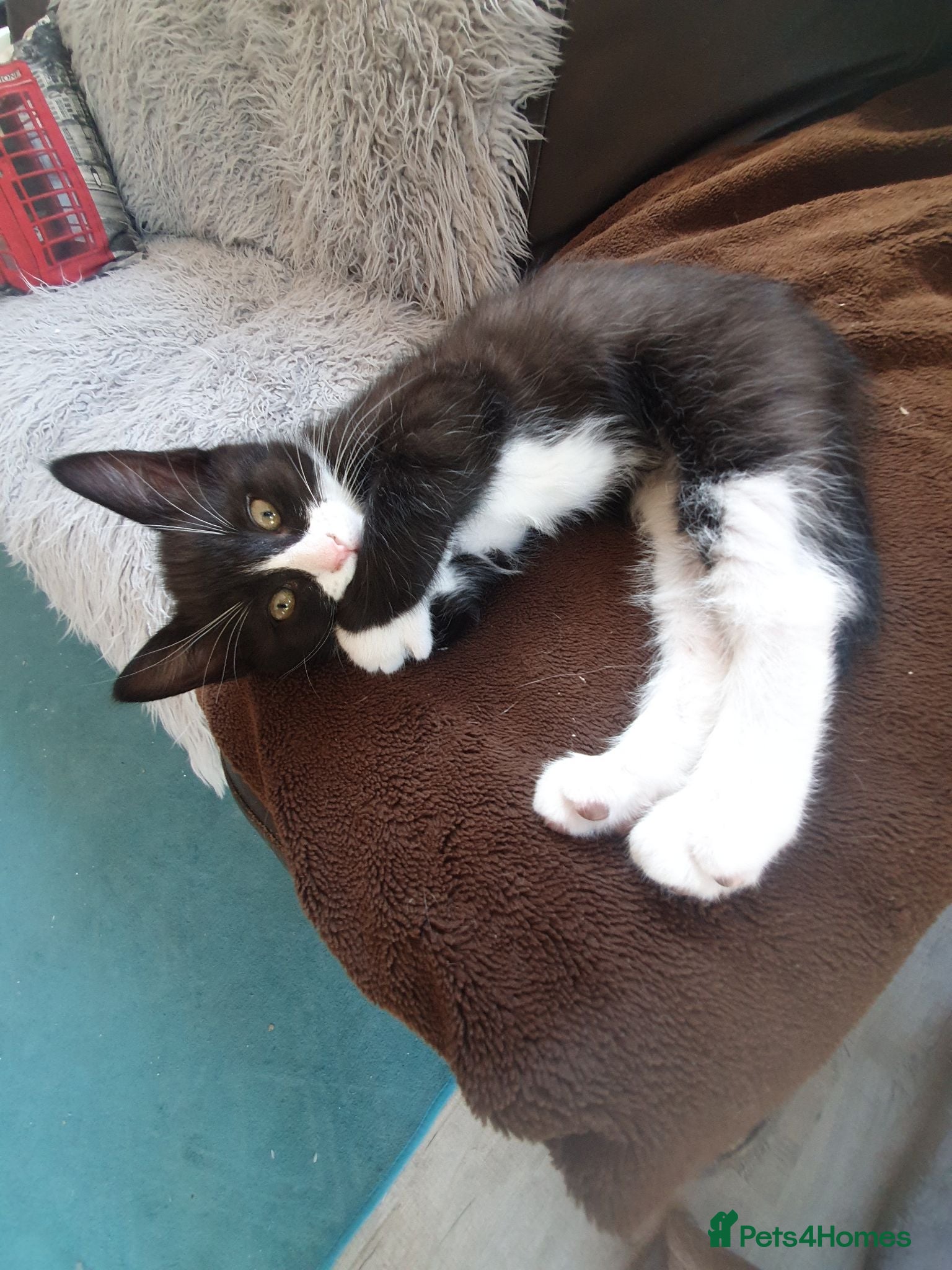 Mixed Breed cats Beautiful black/white long hair boy - Advert 4