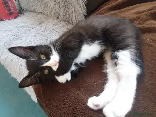 Mixed Breed cats Beautiful black/white long hair boy - Advert 4