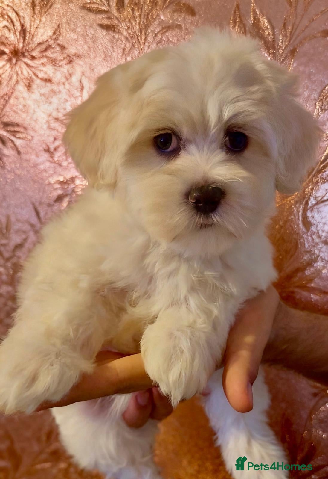 Maltipoo dogs STUNNING MALTIPOO GIRLS READY TO LEAVE! - Advert 1