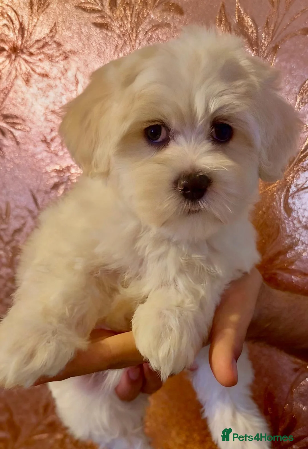Maltipoo dogs for sale: STUNNING MALTIPOO GIRLS READY TO LEAVE NOW!  - Advert 1