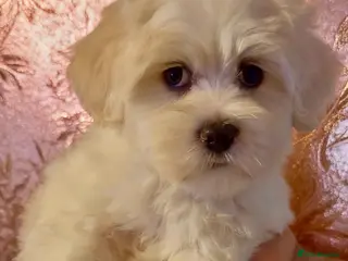 Maltipoo dogs STUNNING MALTIPOO GIRLS READY TO LEAVE NOW! - Advert 2