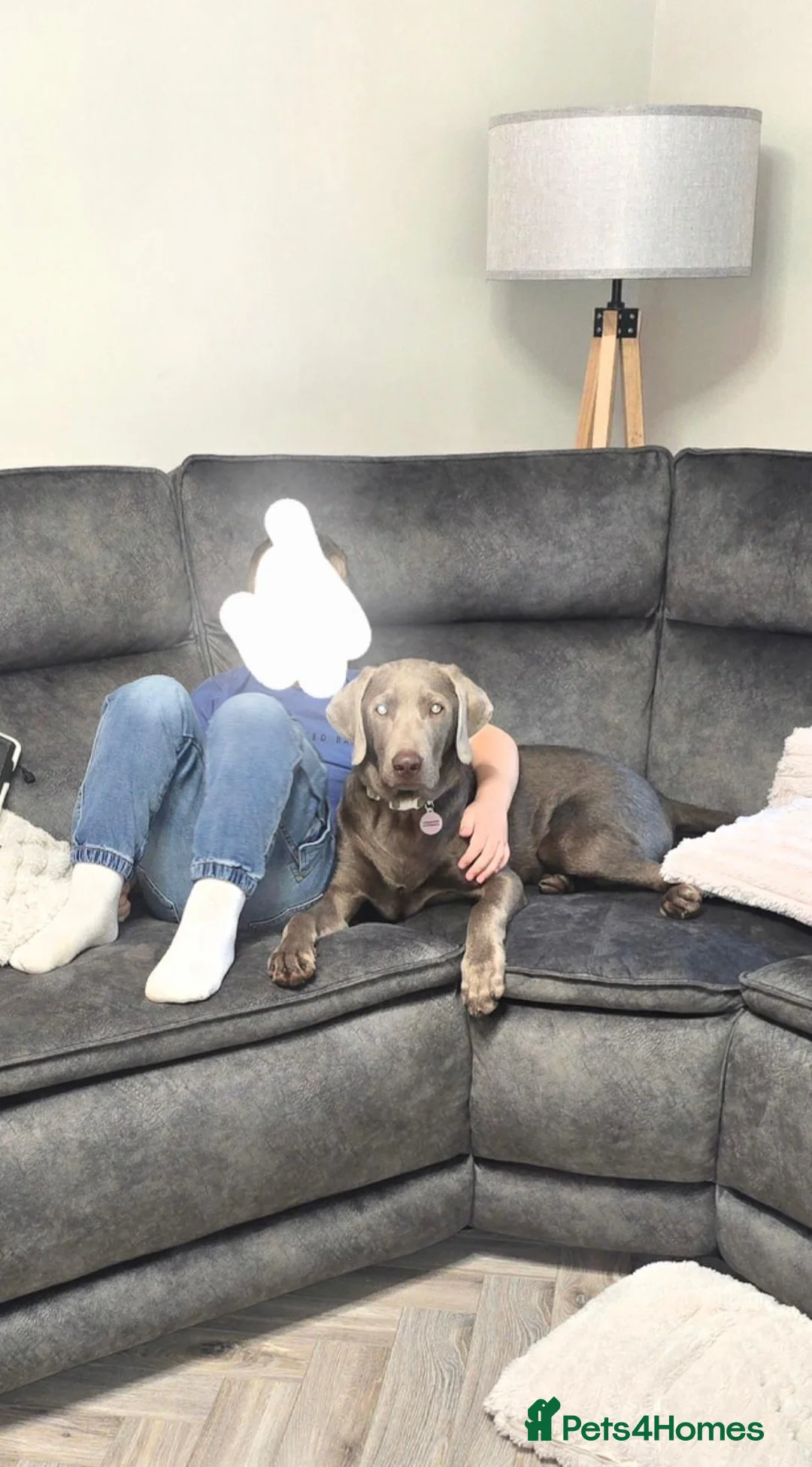 Labrador Retriever dogs for sale: Stunning KC Registered Silver Labrador Boy  in Mansfield - Advert 7