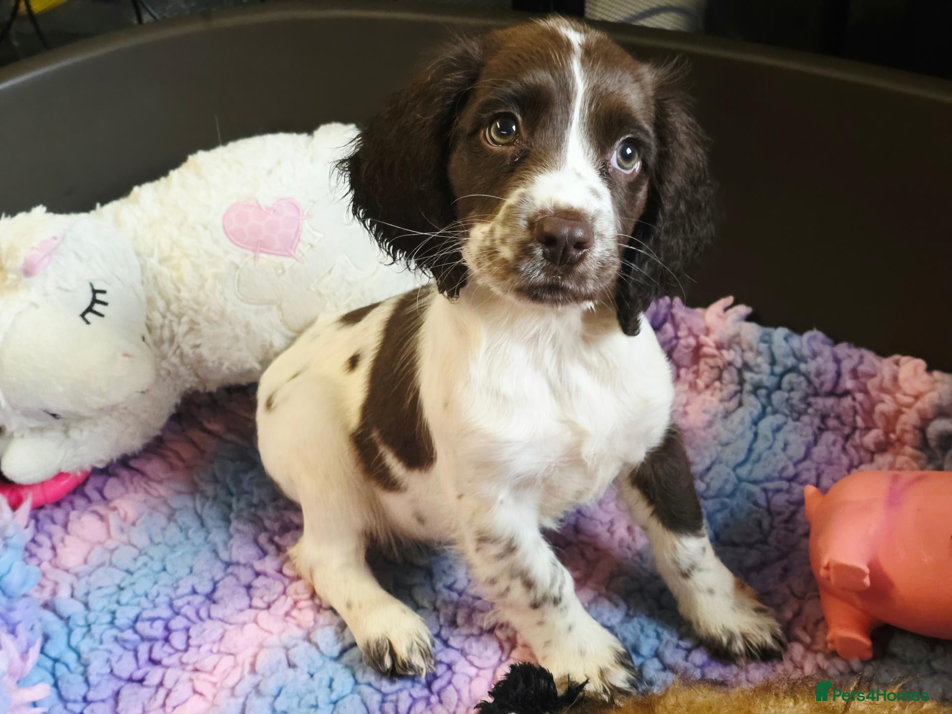 English Springer Spaniel dogs Ready- Home Reared KC Health Tested 5 ⭐️ Vetted  - Advert 1