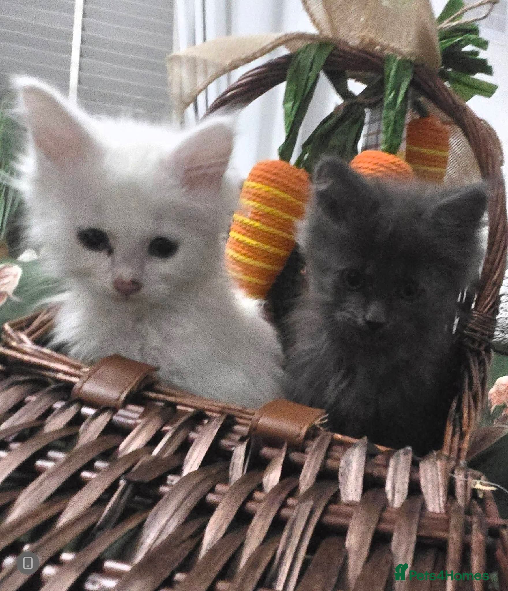 Maine Coon cats XXL Russian Mainecoon Kittens! 2 left now ready go - Advert 7