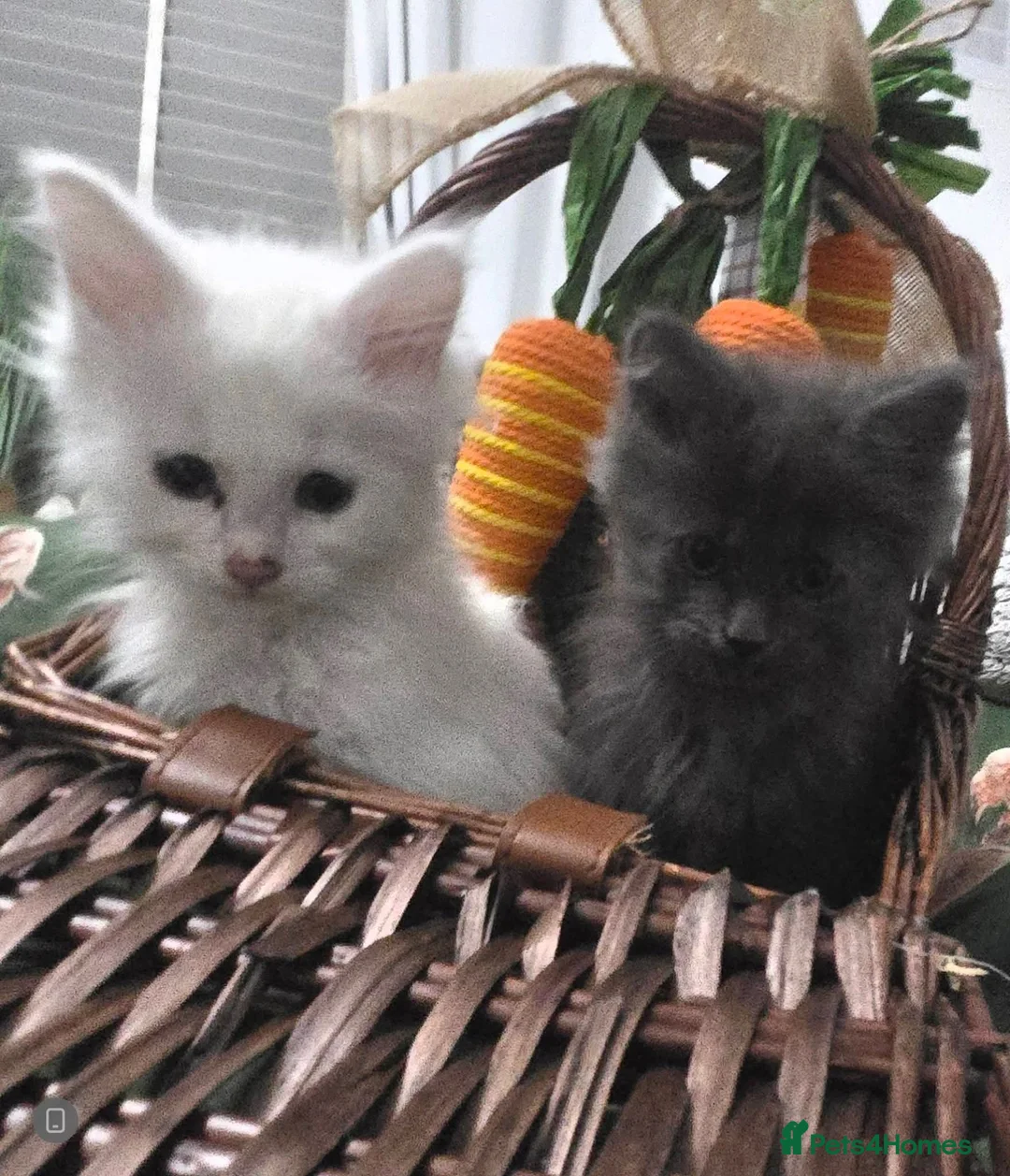 Maine Coon cats for sale: XXL Russian Mainecoon Kittens! 2 left now ready go - Advert 1