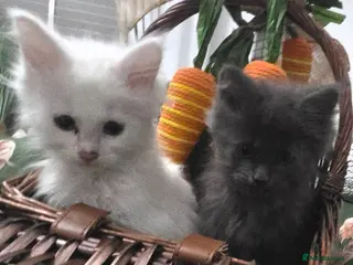Maine Coon cats XXL Russian Mainecoon Kittens! 2 left now ready go - Advert 1