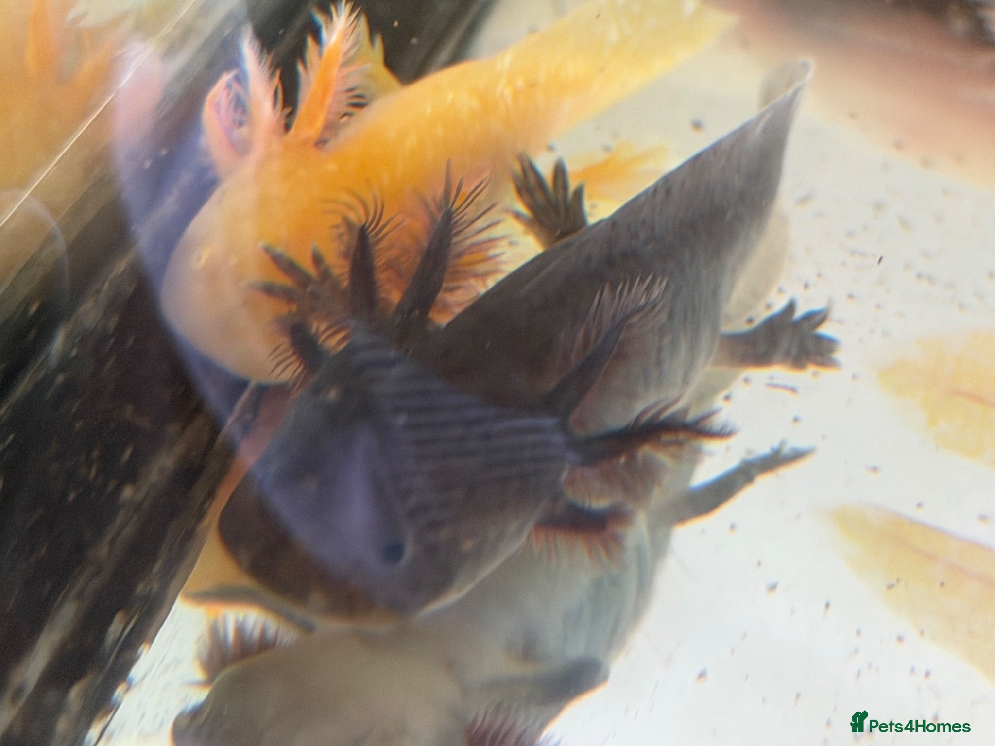 Axolotl reptiles Axolotl - Advert 2