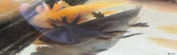 Axolotl reptiles for sale: Axolotl - Advert 2