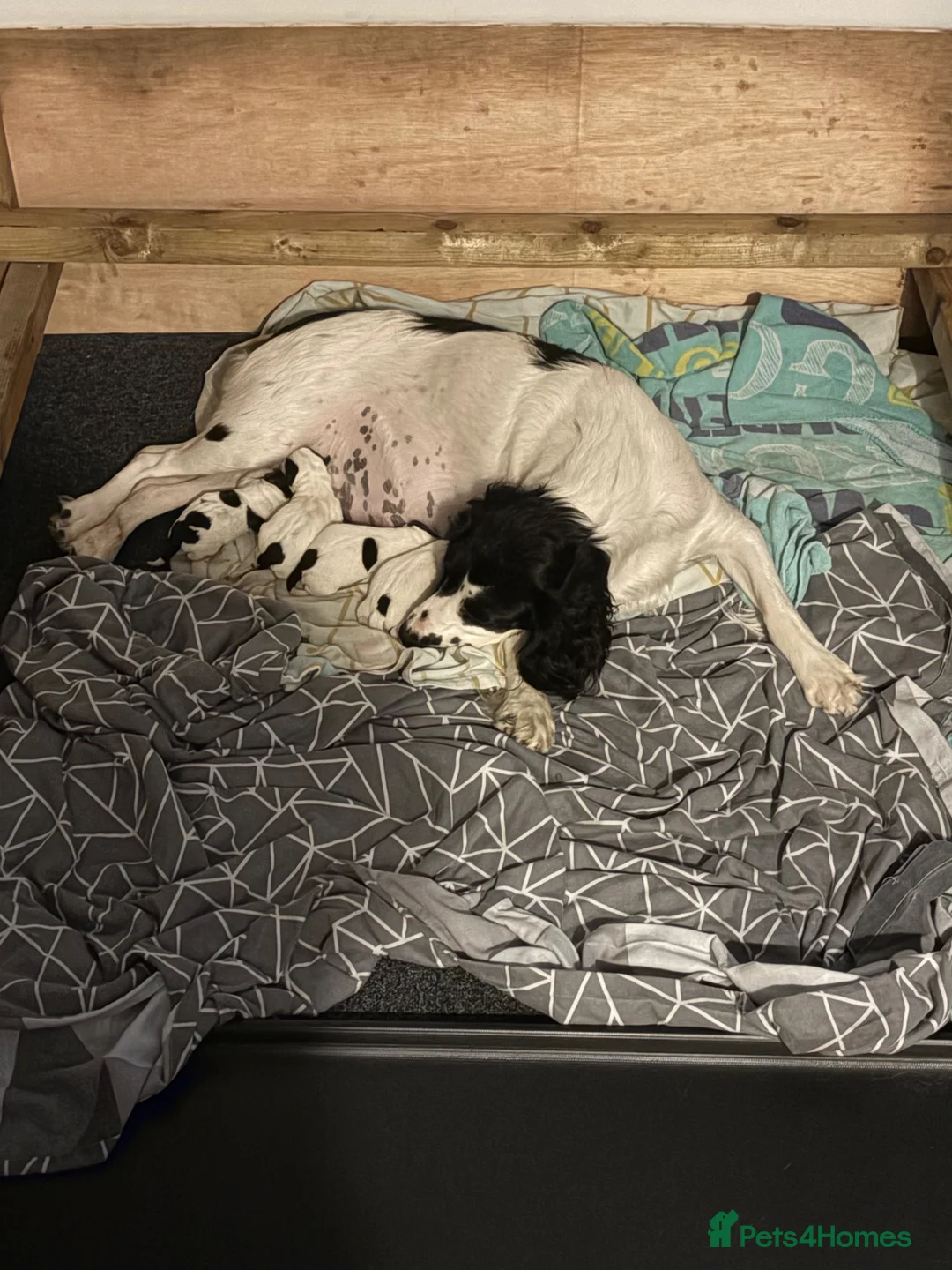 Mixed Breed dogs for sale: Cross bread Springer/Russel in Nuneaton - Advert 22