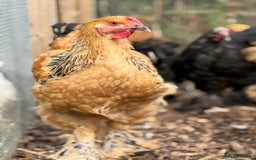 Chickens poultry for sale: Buff Columbian Brahma - Image 2