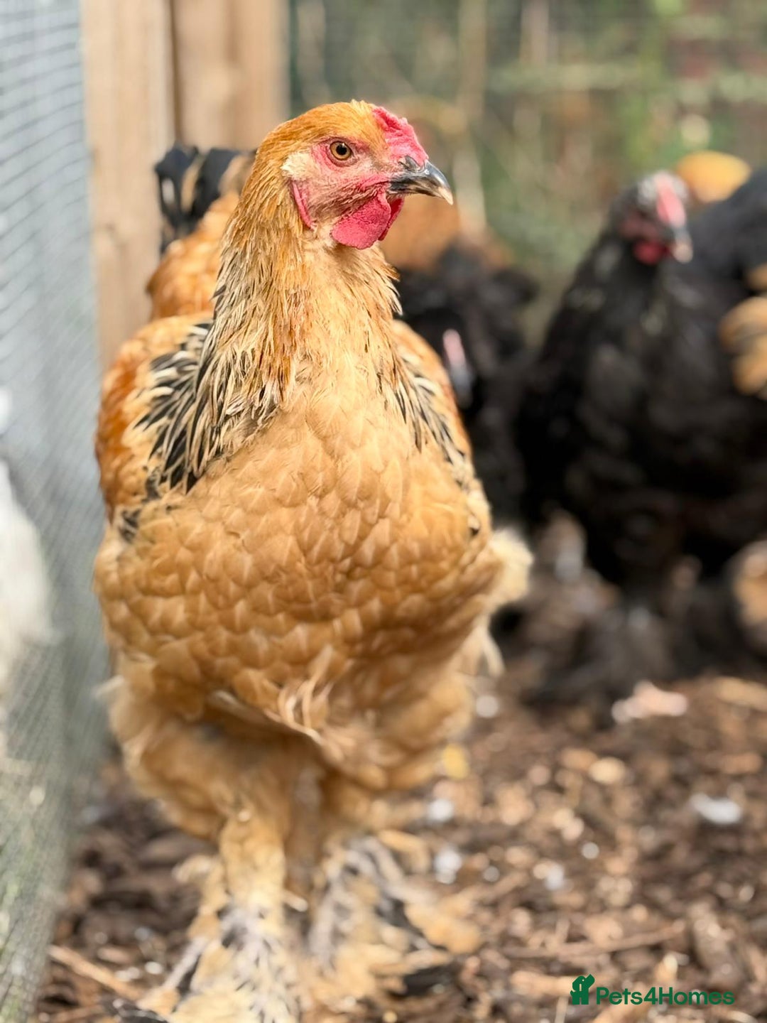 Chickens poultry for sale: Buff Columbian Brahma - Image 2