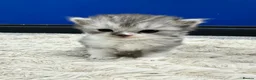 Persian cats for sale: 5 Beautiful Purebred Persian Kittens–Available now - Advert 12