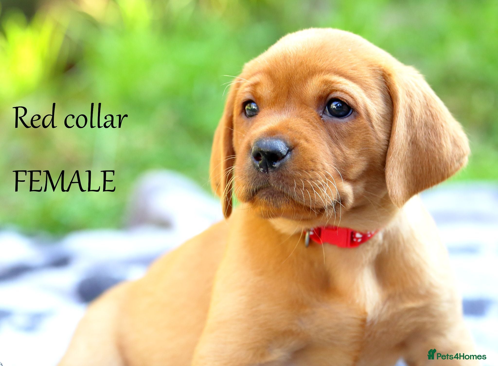 Labrador Retriever dogs Stunning chunky fox red & black labrador pups. - Advert 2