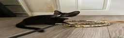 Sphynx cats for sale: LAST FEMALE fluffy half Sphynx kitten - Ready Now  - Advert 4