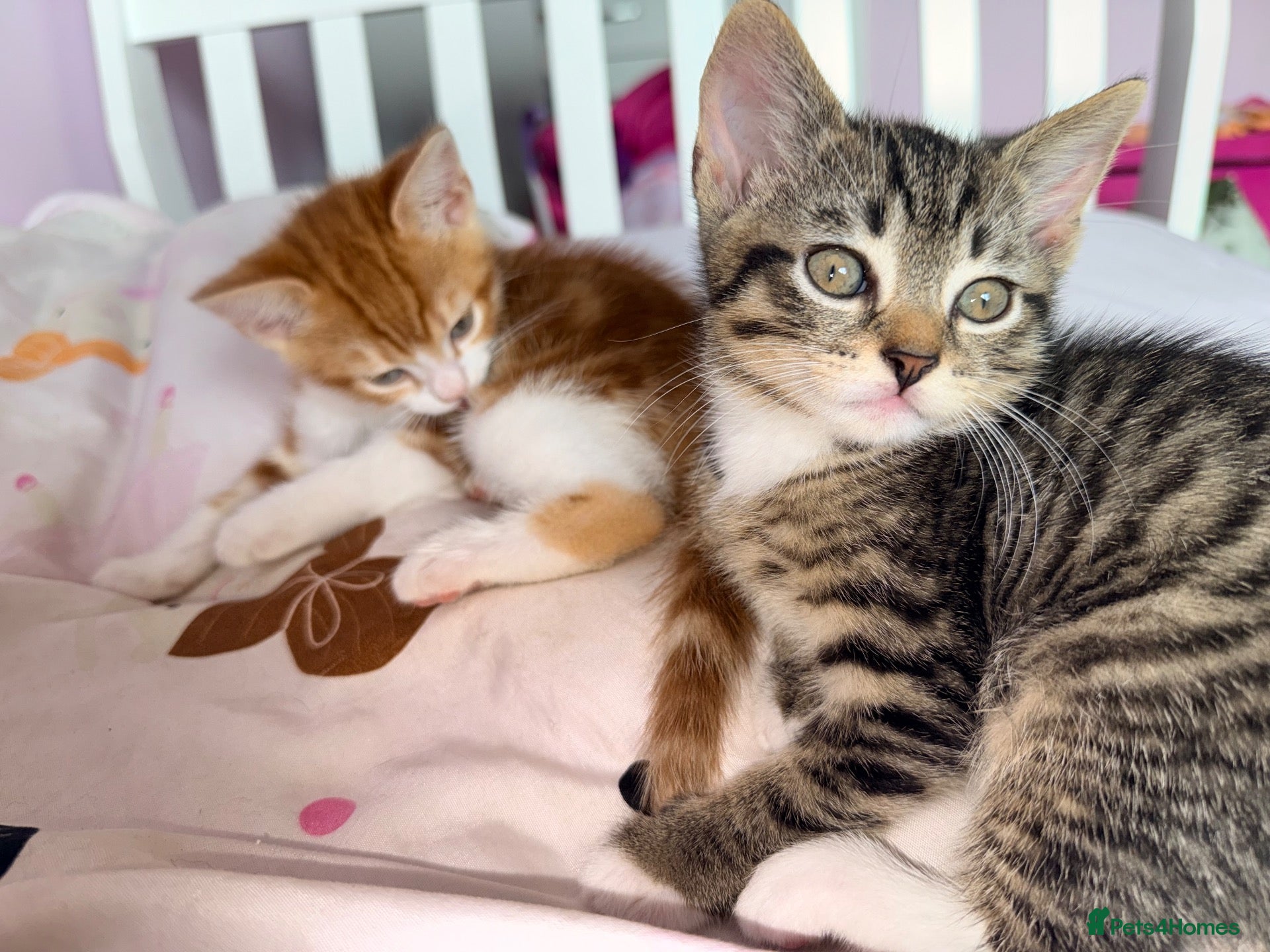 Mixed Breed cats Beautiful kittens for sale - Advert 5