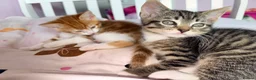 Mixed Breed cats for sale: Beautiful kittens for sale - Advert 1