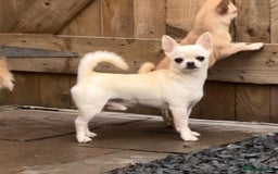 Chihuahua dogs for sale: KC registered 10 month ago smooth dog puppy  - Image 5