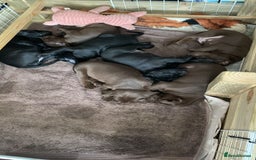 Mixed Breed dogs for sale: Vizlador x Weimaraner puppies - Image 26