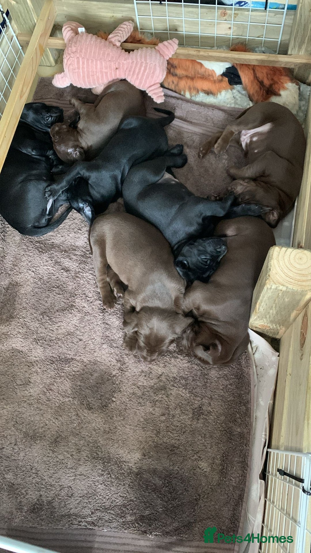 Mixed Breed dogs for sale: Vizlador x Weimaraner puppies - Image 26