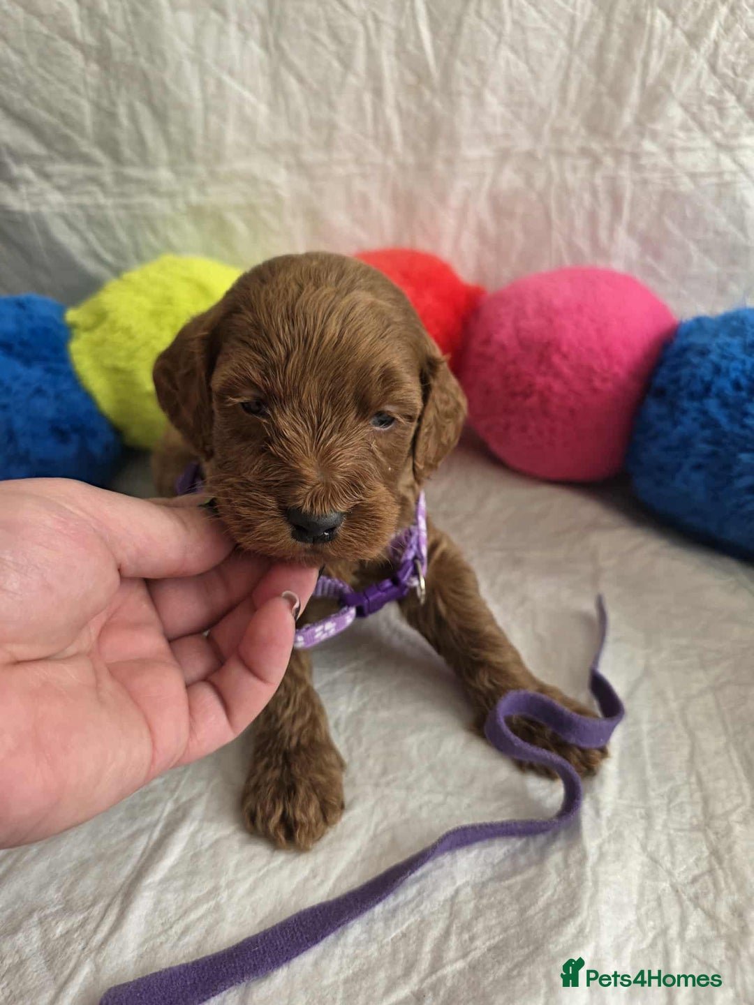 Goldendoodle dogs for sale: 👑Superb Rare Toy/Mini Deepest Red Goldendoodles👑 - Image 3