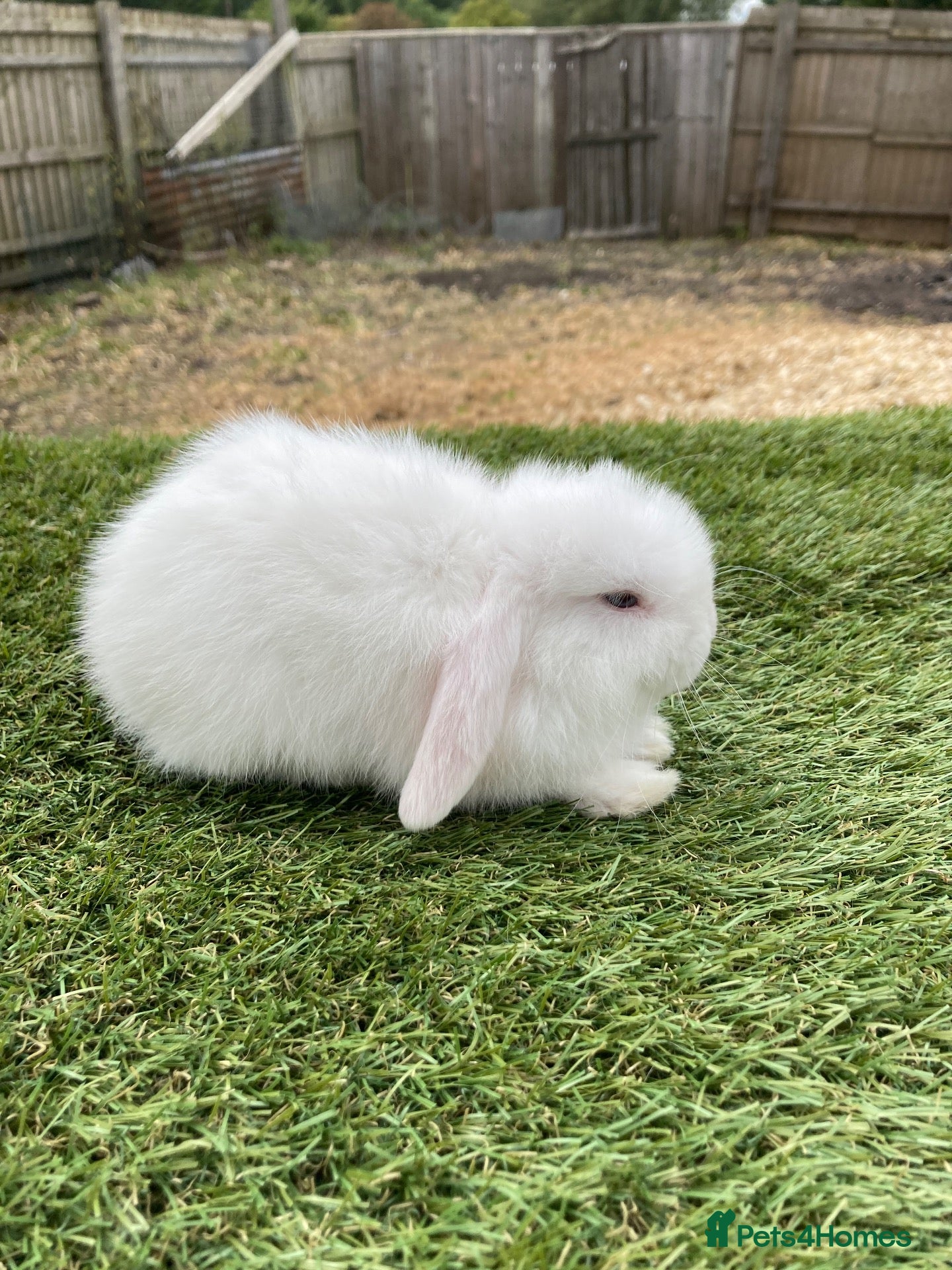Mini Lop rabbits Mini lop - Advert 11