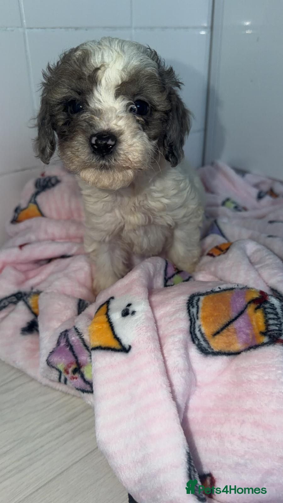 Toy Poodle dogs Toy Poodle Puppies  - Advert 5