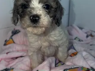 Toy Poodle dogs Toy Poodle Puppies - Advert 5