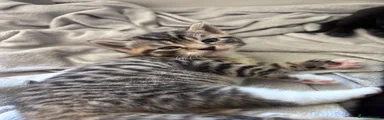 Tabby cat 