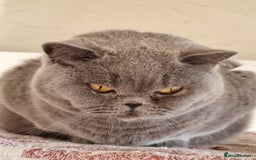 British Shorthair cats for sale: Sweet affectionate happy British Shorthair.  - Advert 1