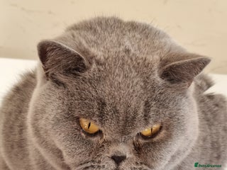 British Shorthair cats Sweet affectionate happy British Shorthair. - Advert 1