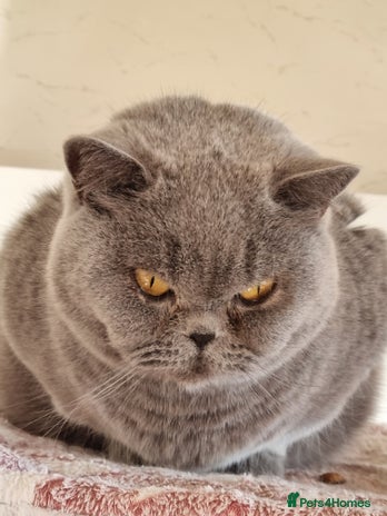 British Shorthair cats Sweet affectionate happy British Shorthair. - Advert 1