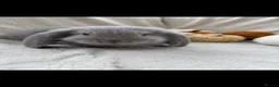 French Lop rabbits for sale: French Lop Baby Rabbits – Moorside Lops - Advert 6