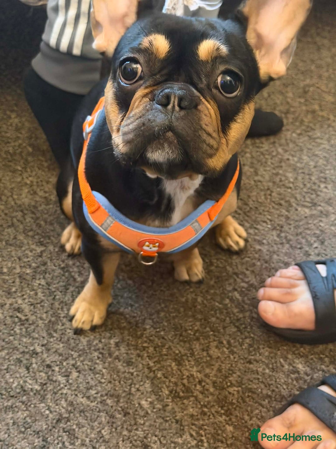 French Bulldog dogs for sale: French bulldog - Advert 5