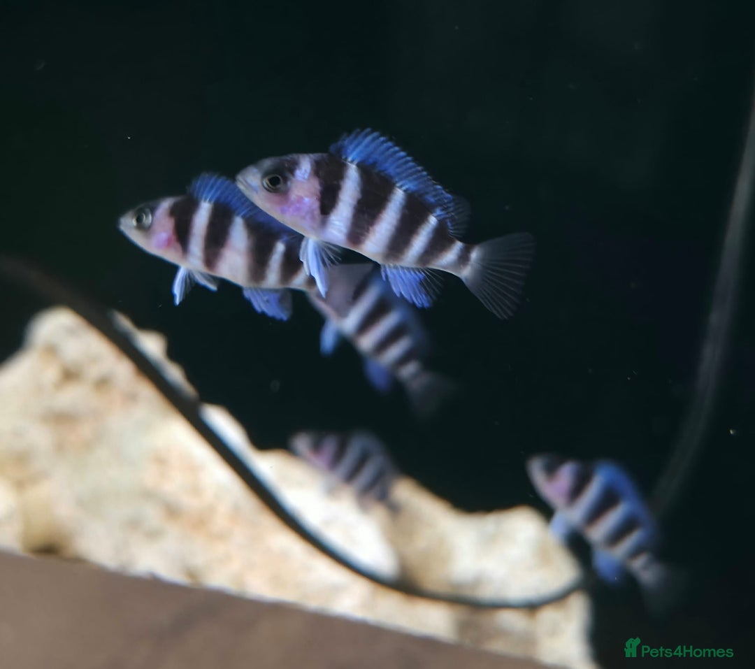 Cichlids fish for sale: 1stGen Tank Bred Frontosa Blue Zaire Moba  - Image 8