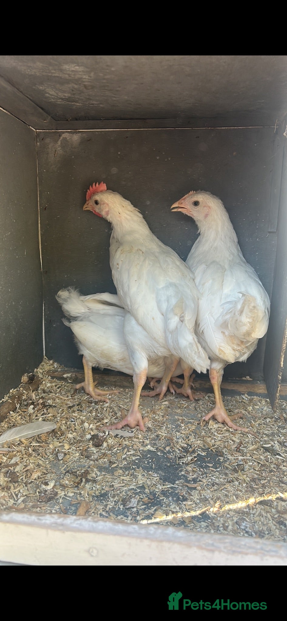Chickens poultry Pair of leghorn cockerels  - Advert 1