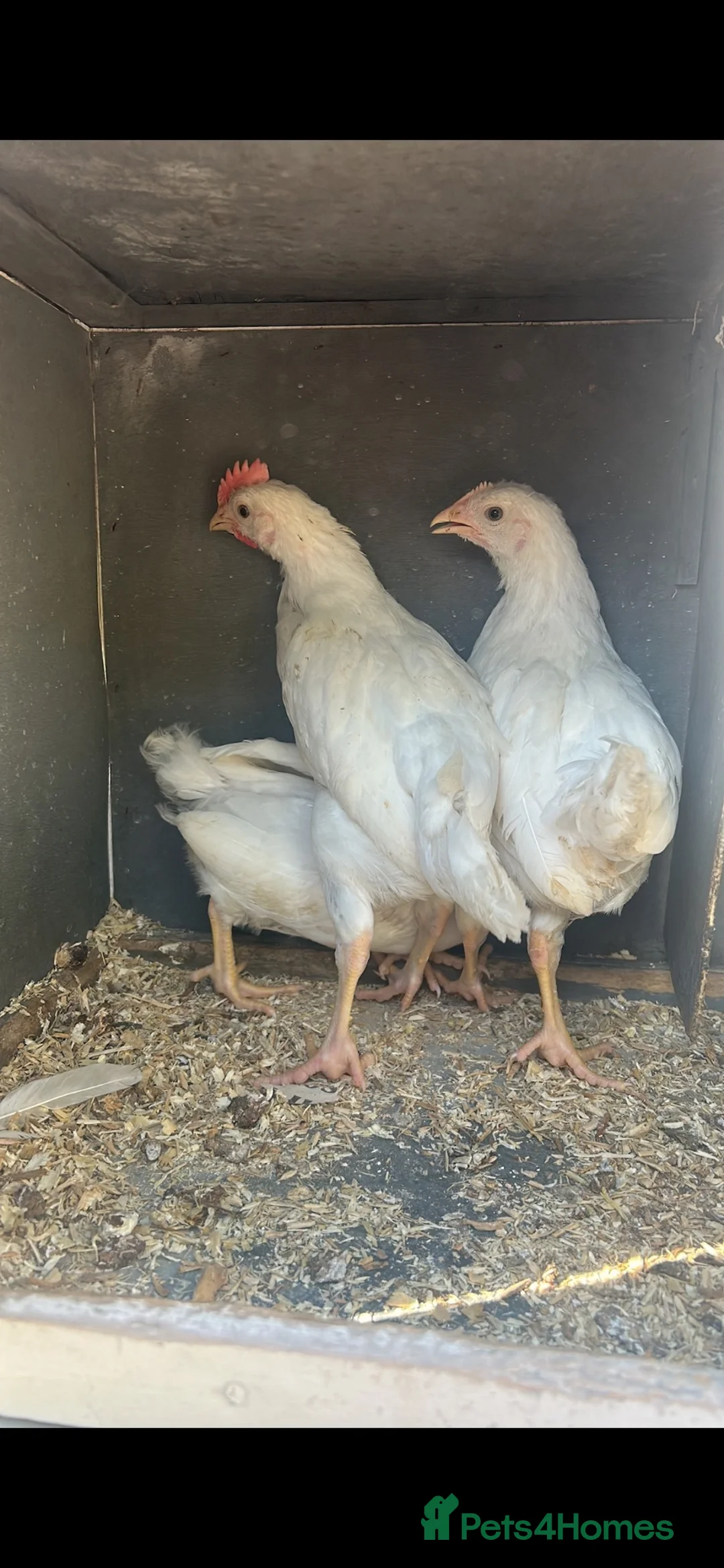 Chickens poultry for sale: Pair of leghorn cockerels  in York - Advert 1