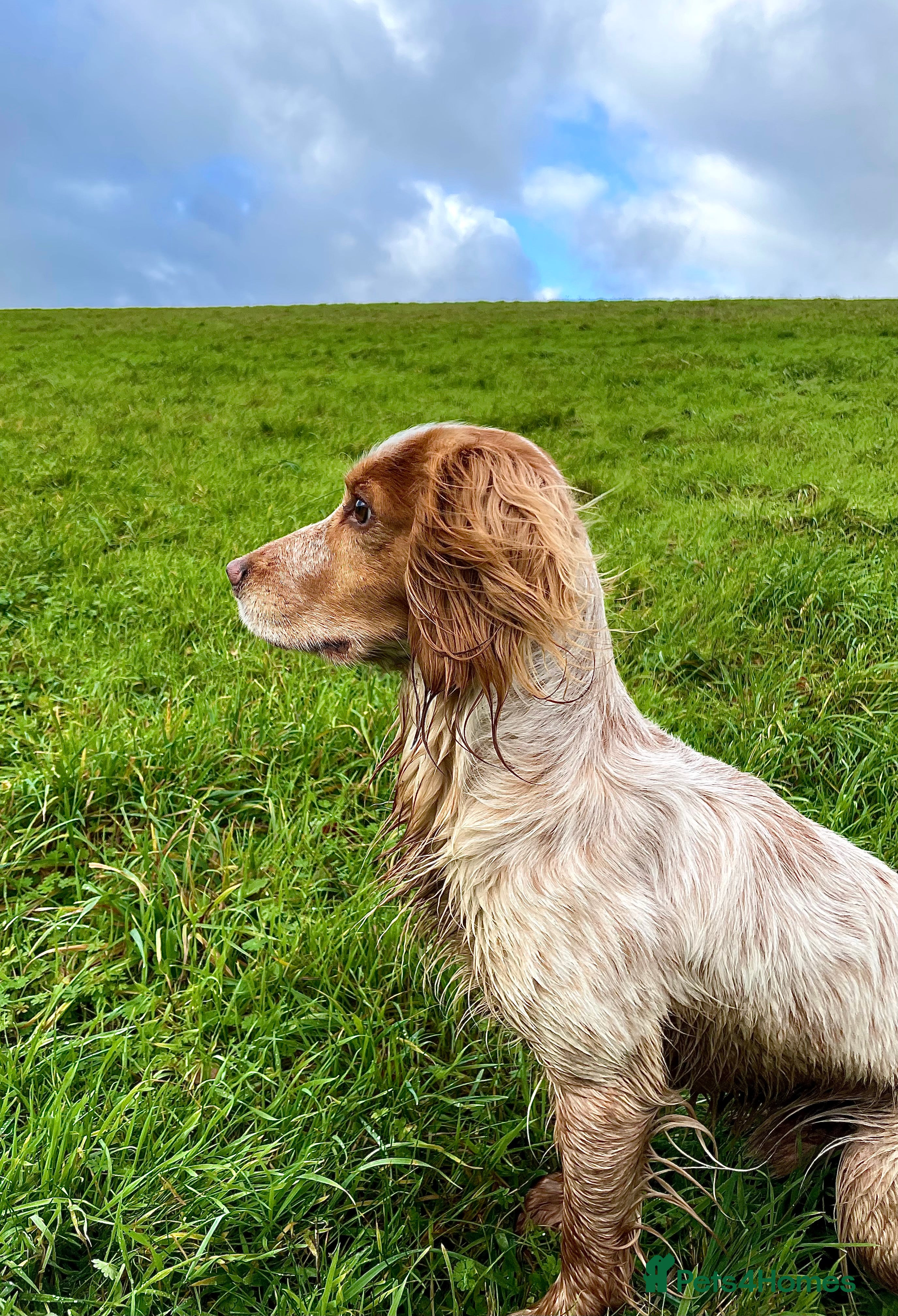 Cocker Spaniel dogs Working Cocker Stud  - Advert 1