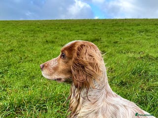 Cocker Spaniel dogs Working Cocker Stud - Advert 1