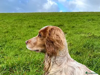 Cocker Spaniel dogs Working Cocker Stud - Advert 12