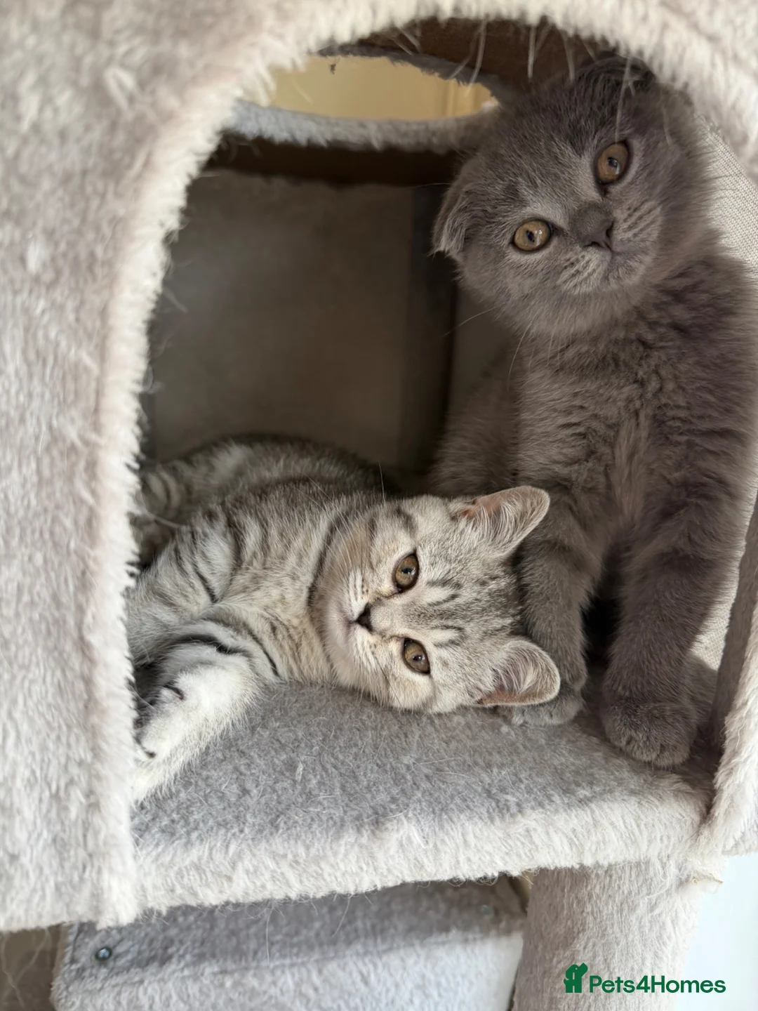 Scottish Fold cats for sale: British Shorthair and Scottish Fold kittens - Advert 1