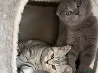 Scottish Fold cats British Shorthair and Scottish Fold kittens - Advert 7