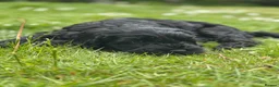 Sproodle dogs for sale: Sproodles – Multigen Puppies in Peterculter - Advert 23