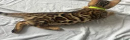 Bengal cats for sale: cutest bengal boy - Advert 2