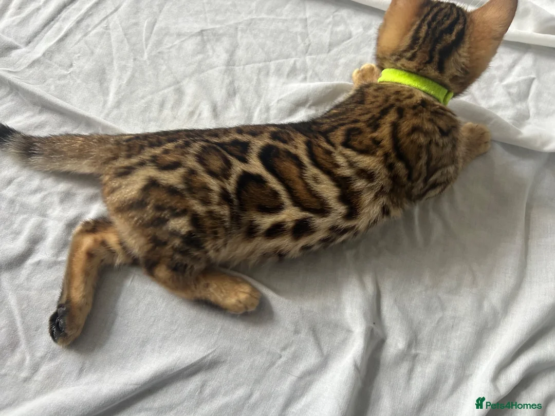 Bengal cats for sale: cutest bengal boy - Advert 2