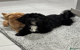 Shihpoo dogs for sale: Shihpoo  - Image 7